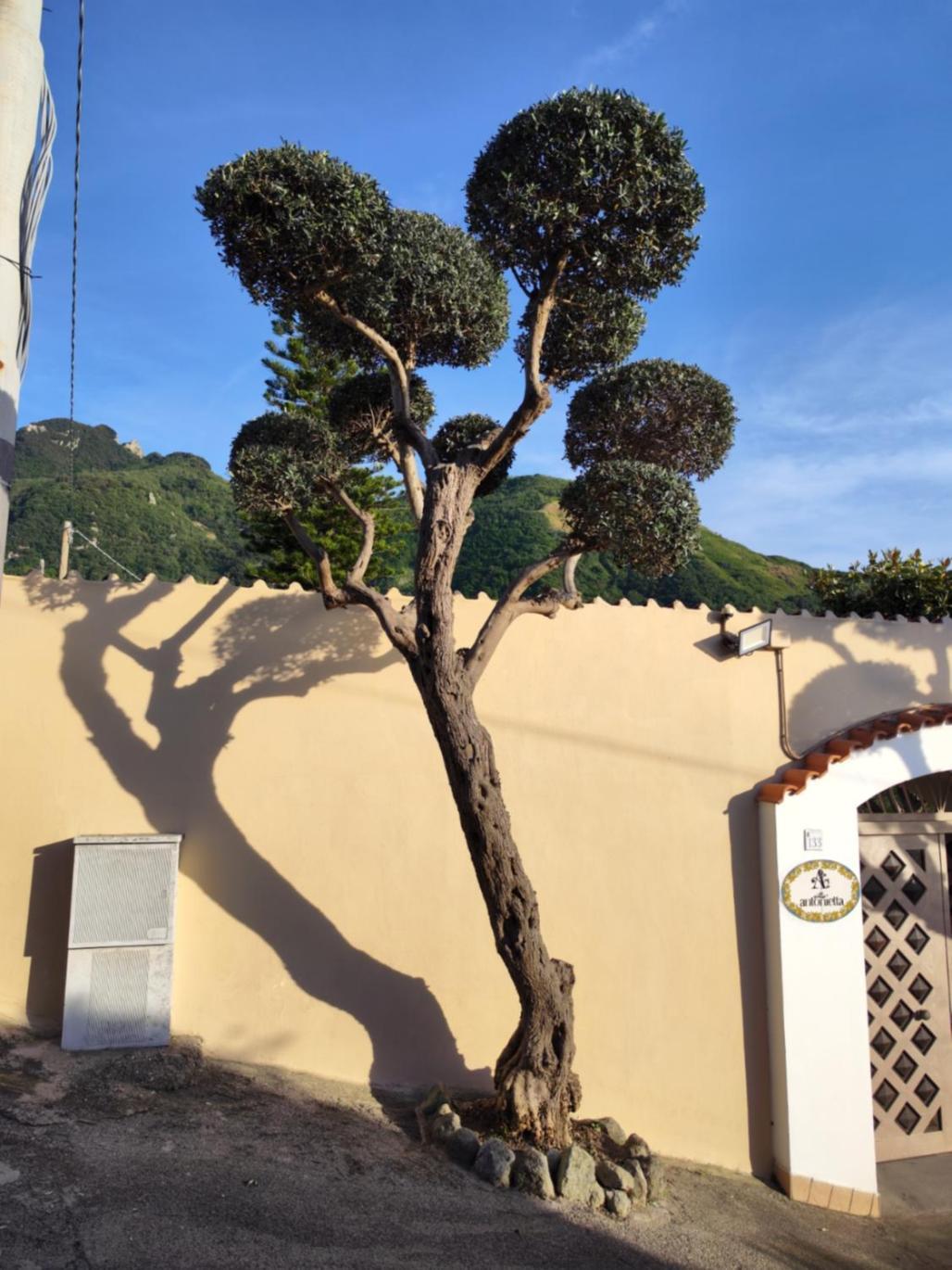 Villa Antonietta Искья Экстерьер фото